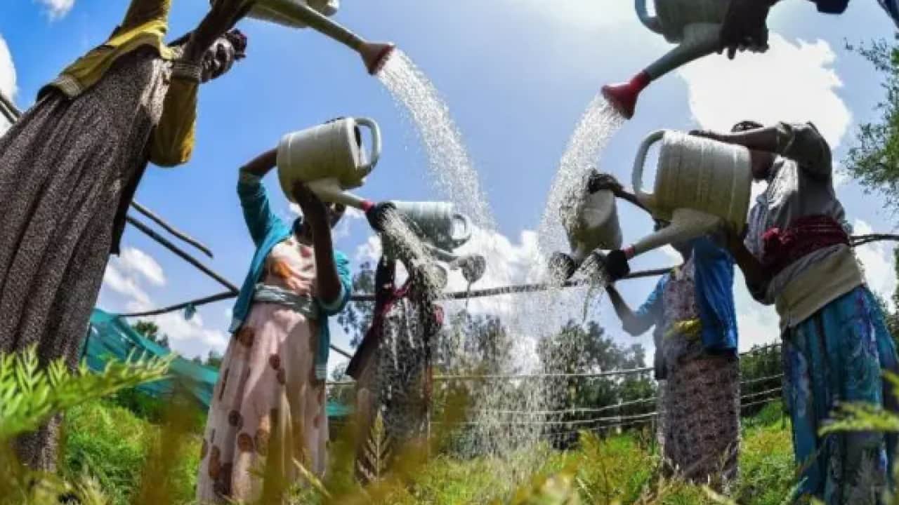 Foto - 12 saatte 353 milyon ağaç diktiler! Sonuç felaket oldu!
