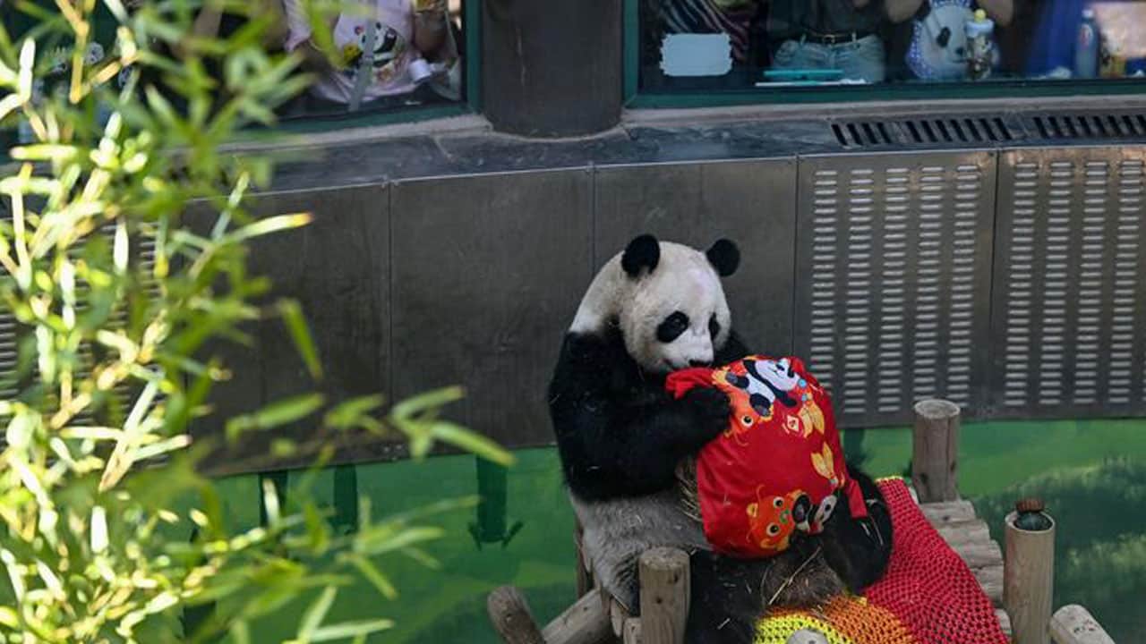 Foto - 15’inci yaşına böyle girdi! Dev panda Xing Mei’ye özel kutlama
