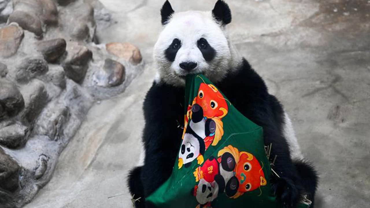 Foto - 15’inci yaşına böyle girdi! Dev panda Xing Mei’ye özel kutlama