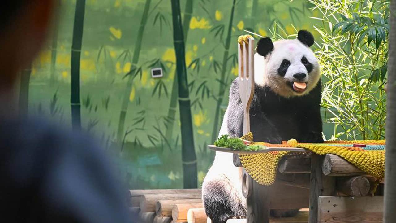 Foto - 15’inci yaşına böyle girdi! Dev panda Xing Mei’ye özel kutlama