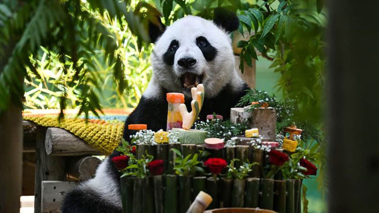 Foto - 15’inci yaşına böyle girdi! Dev panda Xing Mei’ye özel kutlama