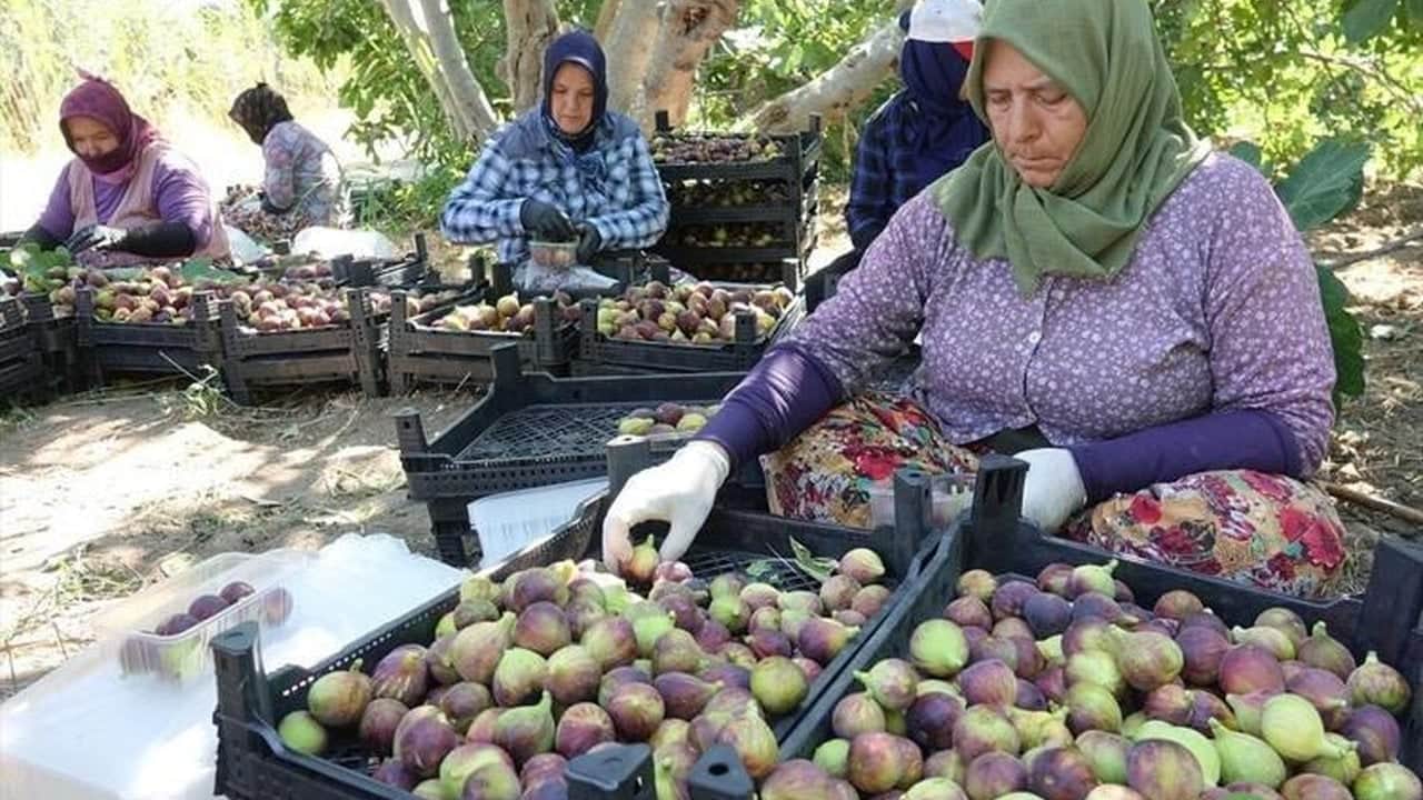 Foto - 25 bin ata mirası ağaçtan dökülüyor: Sadece bir ay tüketilebiliyor, kilosu resmen altınla yarışıyor