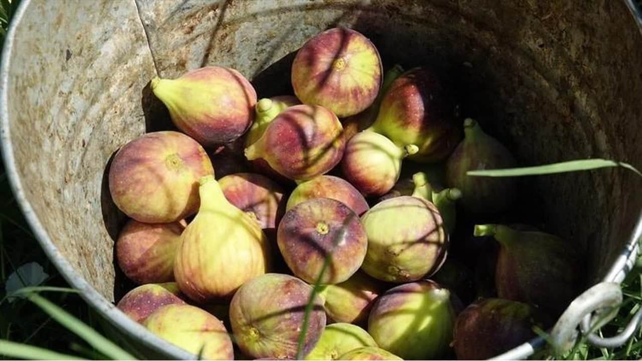 Foto - 25 bin ata mirası ağaçtan dökülüyor: Sadece bir ay tüketilebiliyor, kilosu resmen altınla yarışıyor