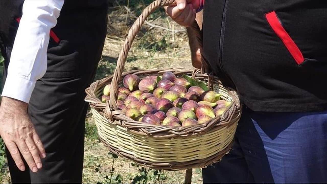 Foto - 25 bin ata mirası ağaçtan dökülüyor: Sadece bir ay tüketilebiliyor, kilosu resmen altınla yarışıyor