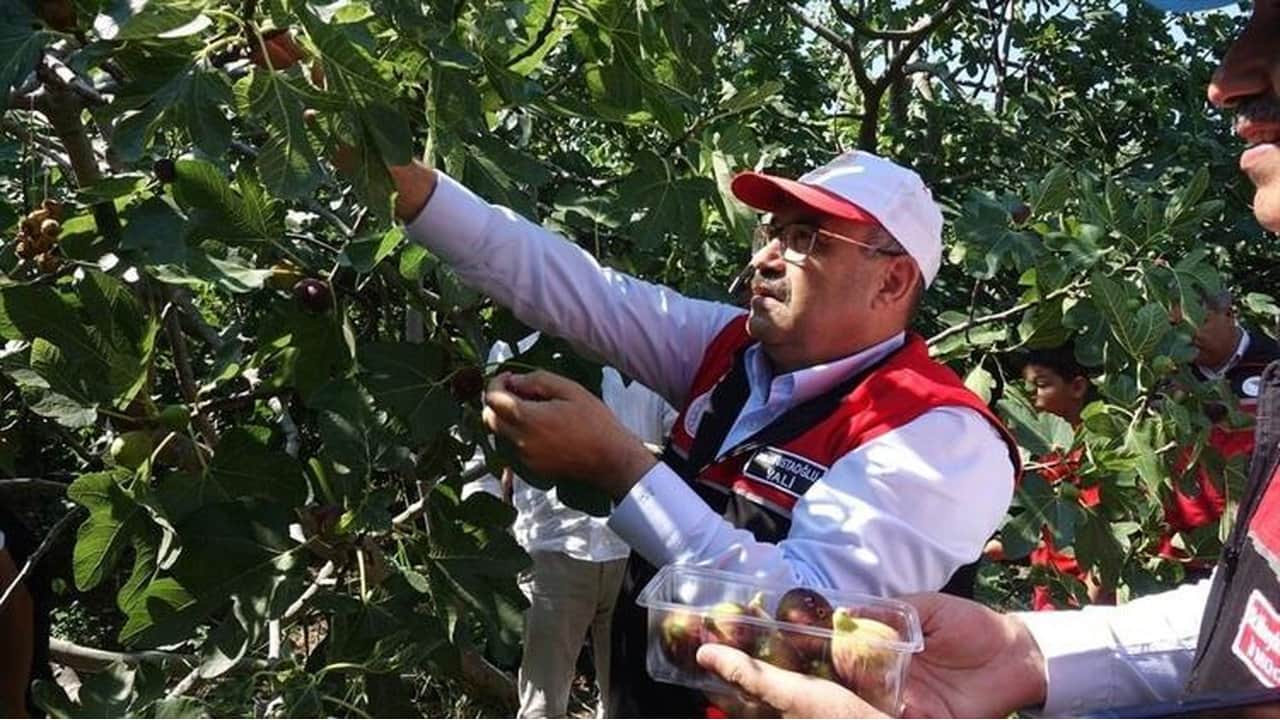 Foto - 25 bin ata mirası ağaçtan dökülüyor: Sadece bir ay tüketilebiliyor, kilosu resmen altınla yarışıyor