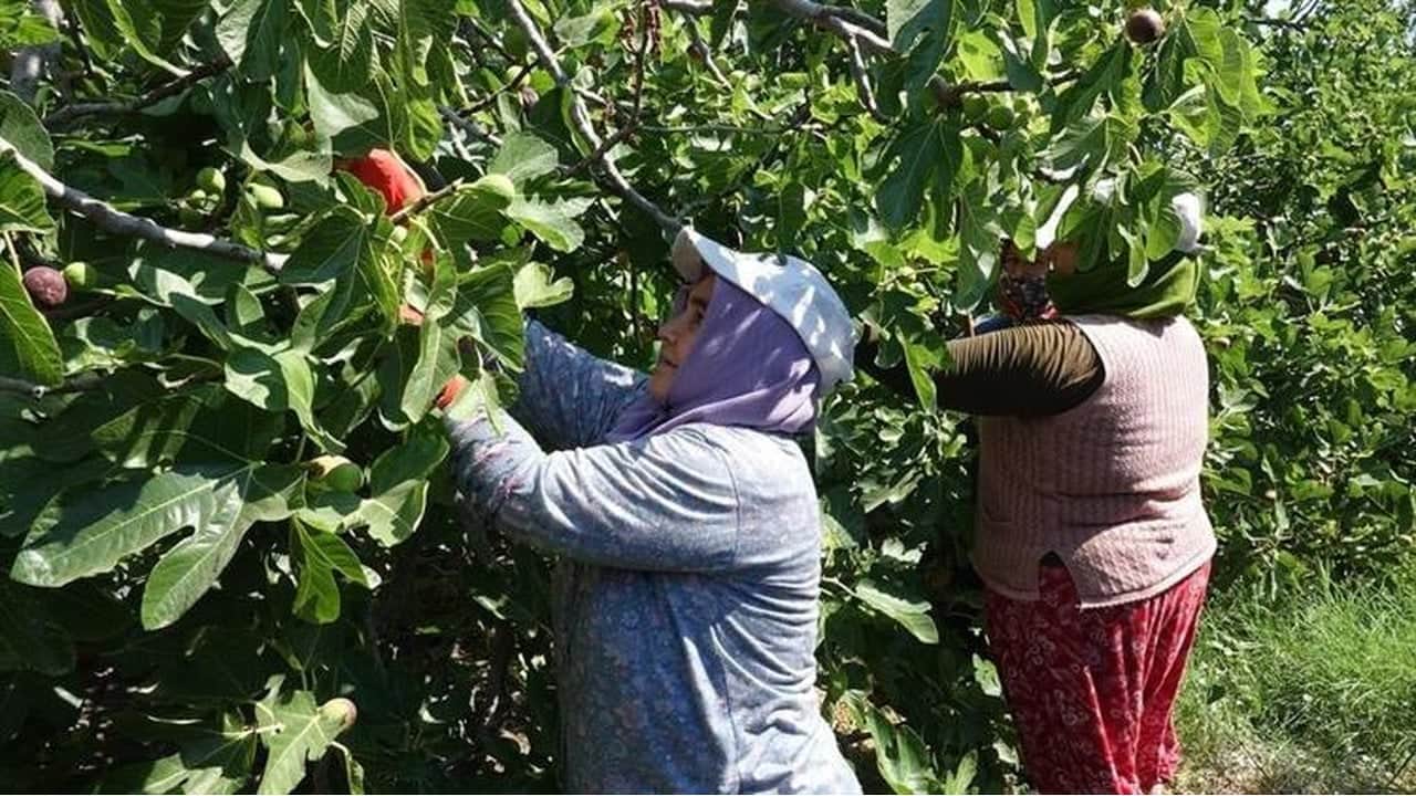 25 bin ata mirası ağaçtan dökülüyor: Sadece bir ay tüketilebiliyor, kilosu resmen altınla yarışıyor