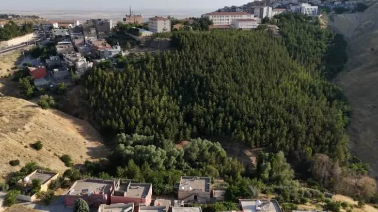 Foto - Kurak araziyi cennete çevirdi: 31 yılda 25 bin ağaç dikti!