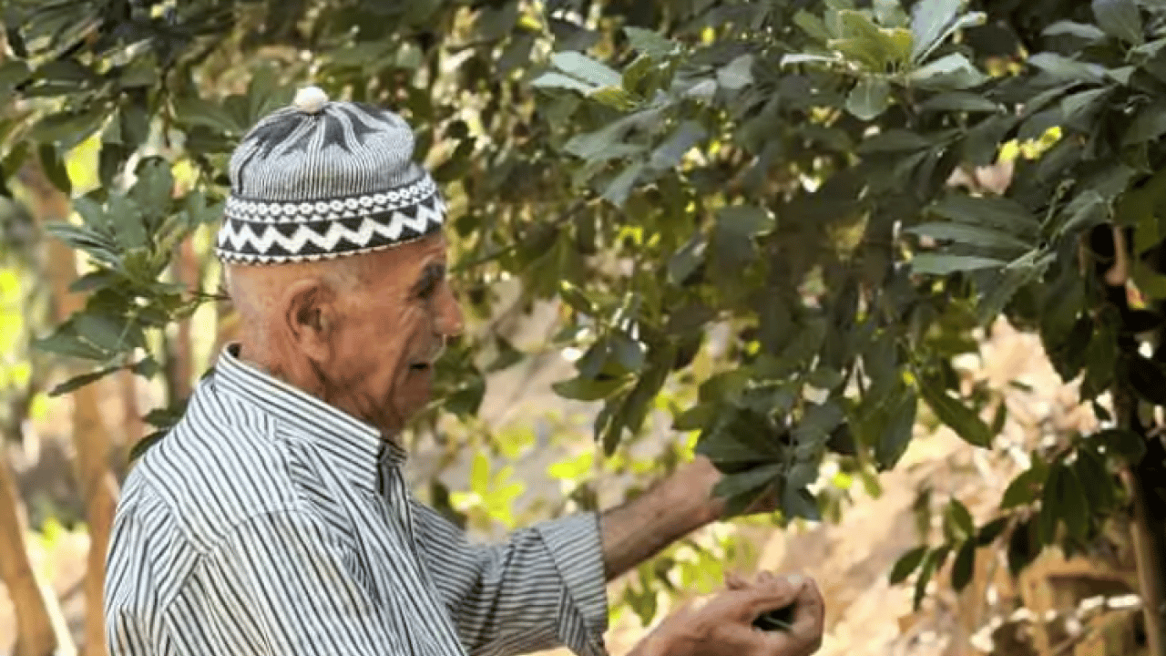 Foto - Kurak araziyi cennete çevirdi: 31 yılda 25 bin ağaç dikti!