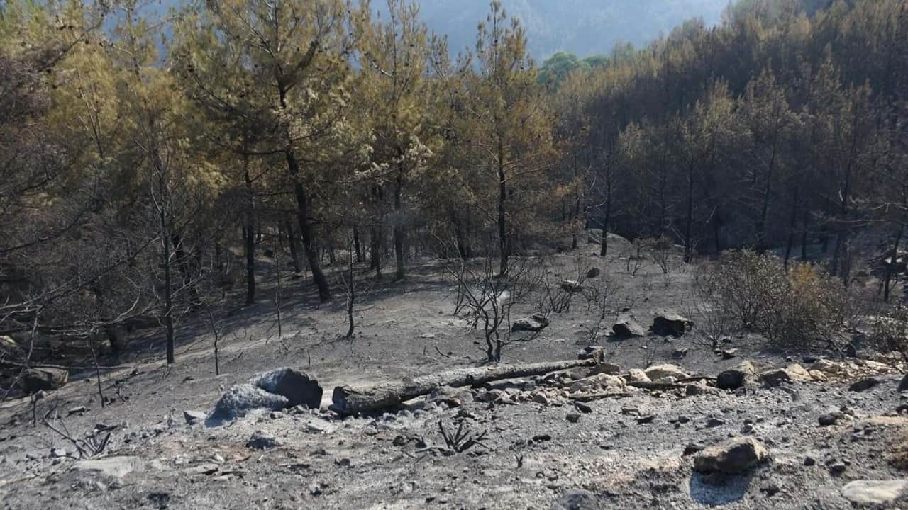 4 gündür mücadele sürüyor! Aydın'daki yangın için seferber oldular