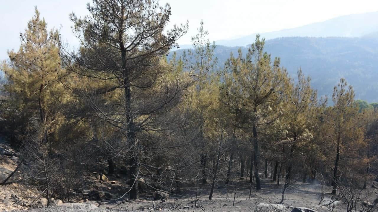 Foto - 4 gündür mücadele sürüyor! Aydın'daki yangın için seferber oldular