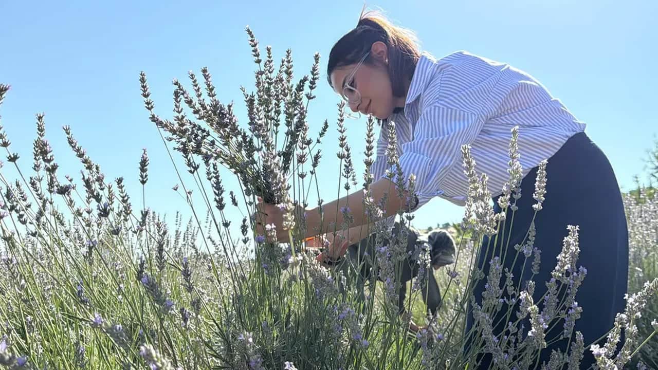 Foto - 40 yıldır boştu kadınlar o araziyi cennete çevirdi: Mor lavanta her yeri süs gibi sardı, mis gibi koku yayıldı 
