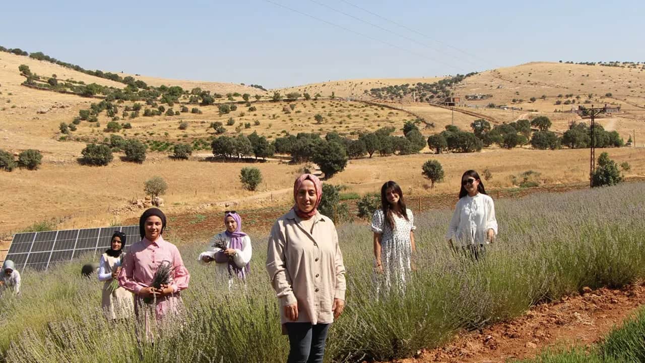 40 yıldır boştu kadınlar o araziyi cennete çevirdi: Mor lavanta her yeri süs gibi sardı, mis gibi koku yayıldı 