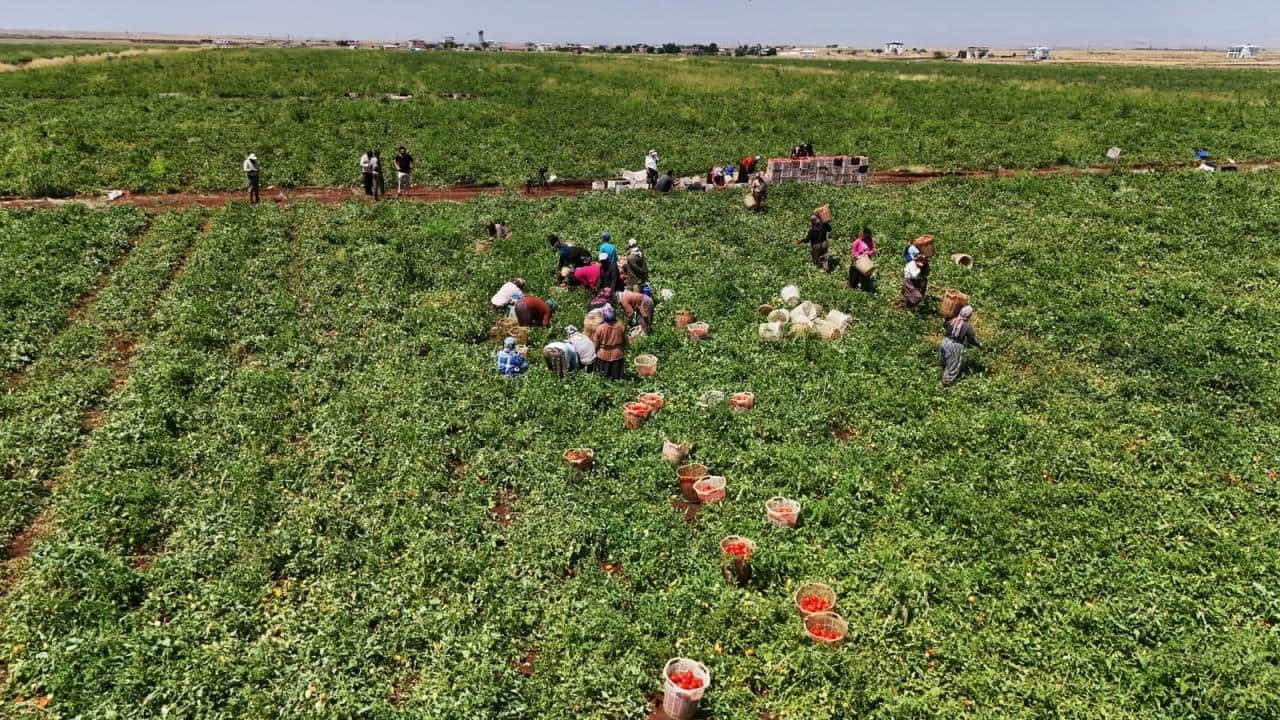 Foto - 48 derece sıcakta zorlu mesai! Karacadağ'ın domatesi dünyaya ihraç ediliyor