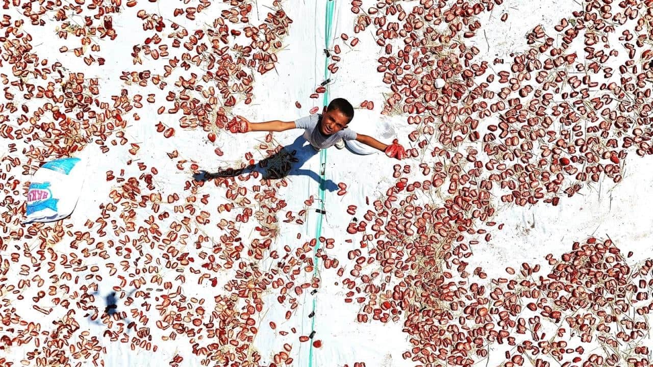 Foto - 48 derece sıcakta zorlu mesai! Karacadağ'ın domatesi dünyaya ihraç ediliyor