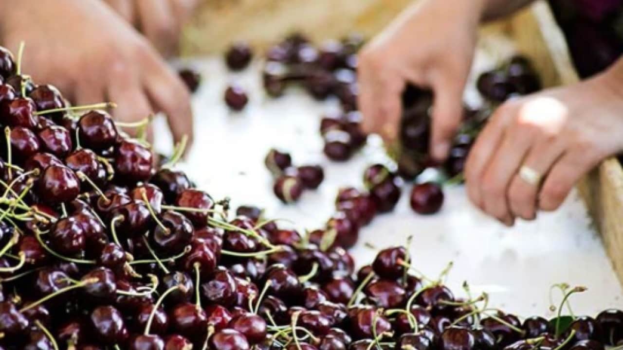 Foto - 52 ülkeye gönderiyoruz: Kiraz ihracı miktarda 11, dövizde 4 kat arttı!
