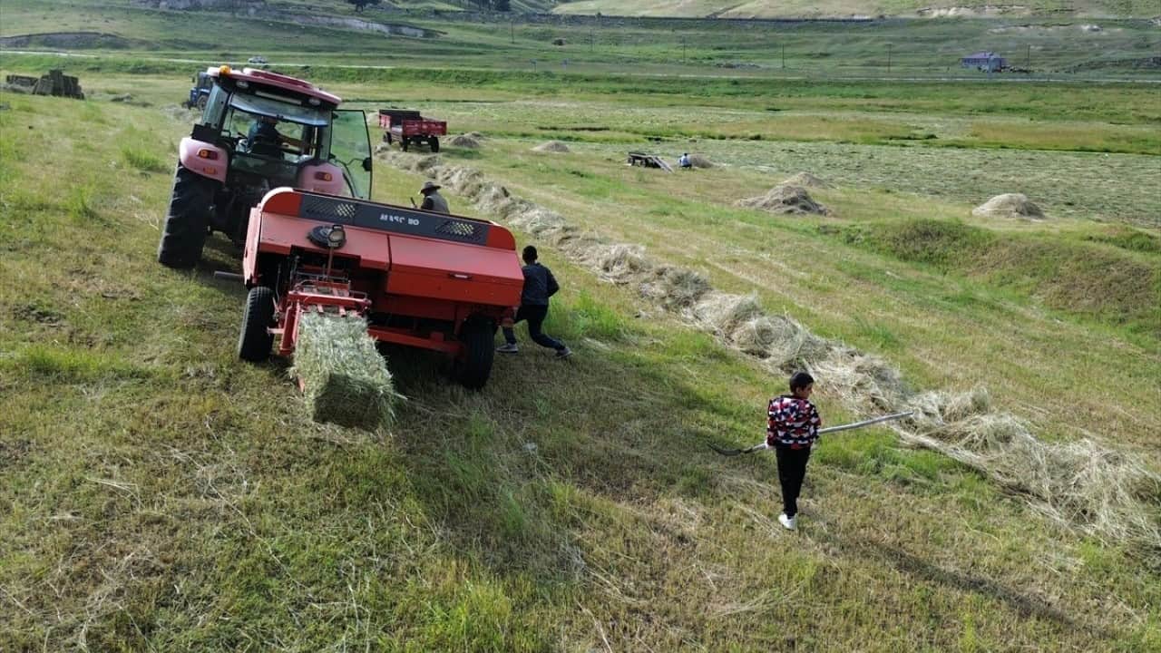 Foto - 6 ay kar altında kalıyorlar! Hayvan yemi için ot biçme mesaisi başladı