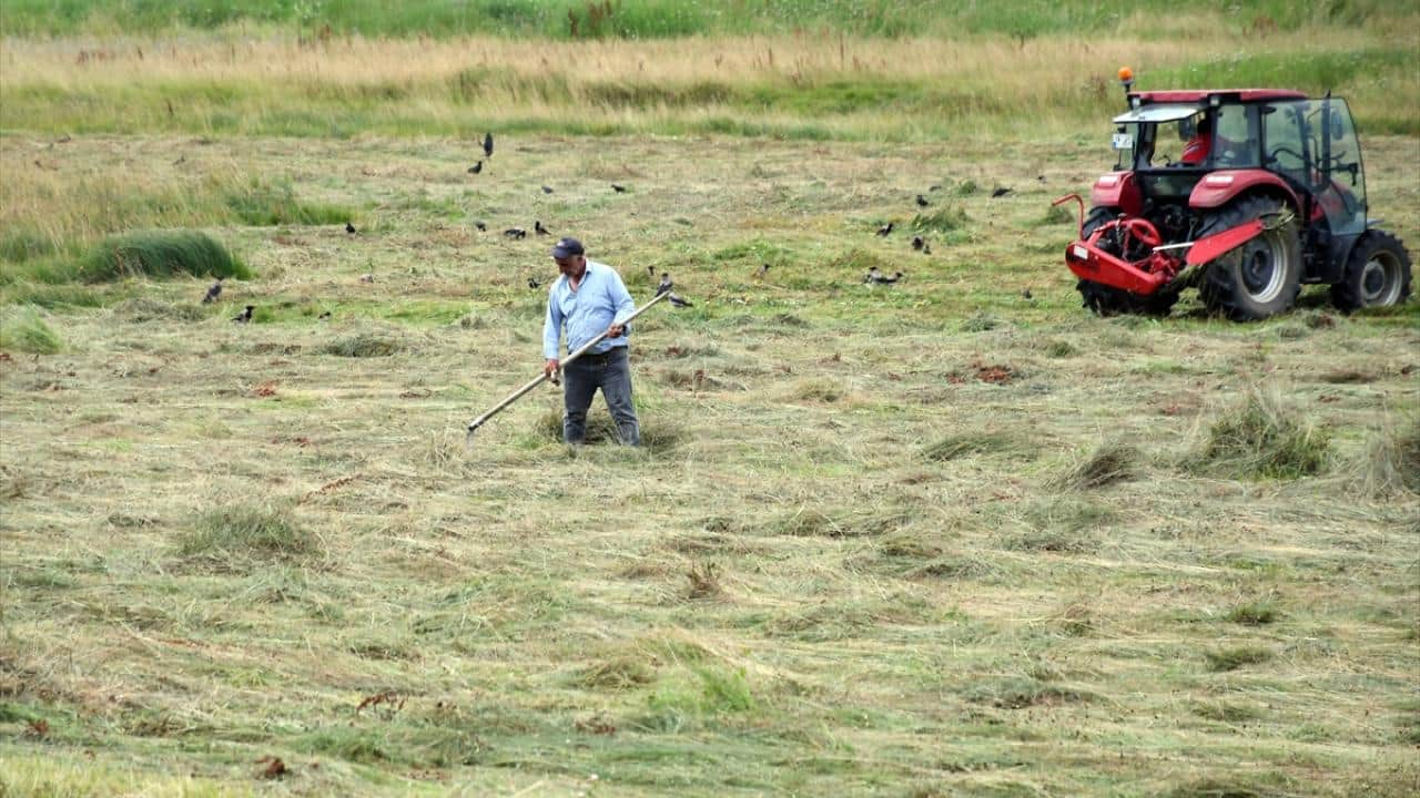 6 ay kar altında kalıyorlar! Hayvan yemi için ot biçme mesaisi başladı