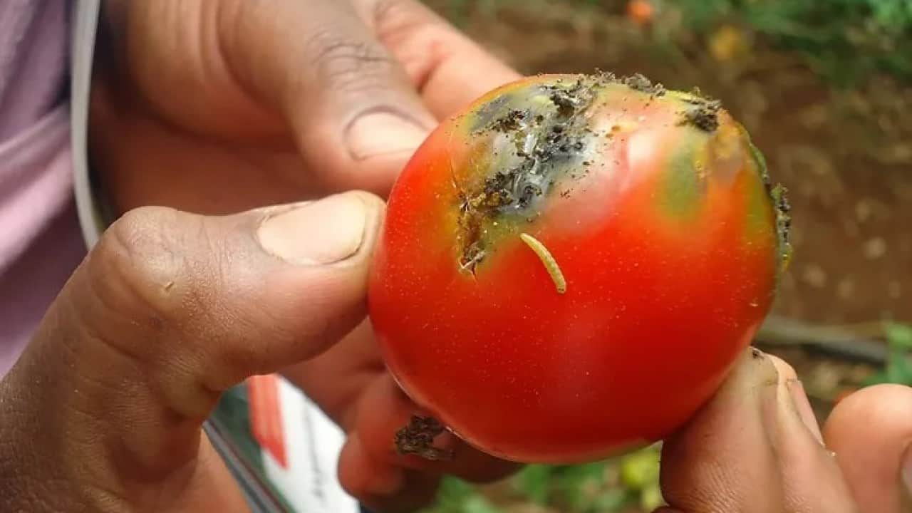 Foto - 60 tür işgalci bulunuyor Yabancı istilası altındayız