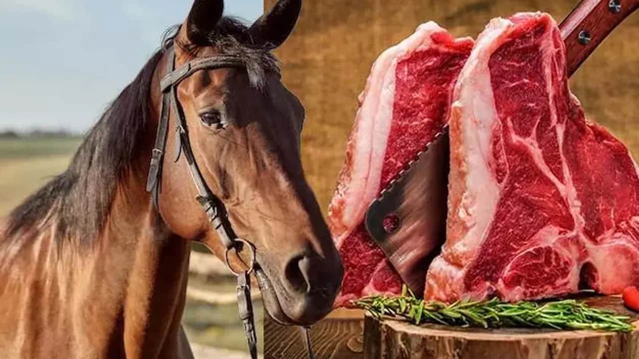 Foto - 9 üründe at, eşek ve katır eti tespit edildi! İşte o utanmaz firmalar