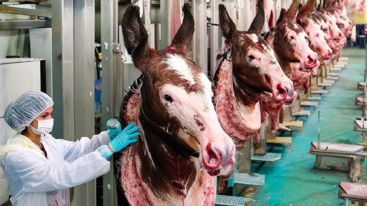 Foto - 9 üründe at, eşek ve katır eti tespit edildi! İşte o utanmaz firmalar