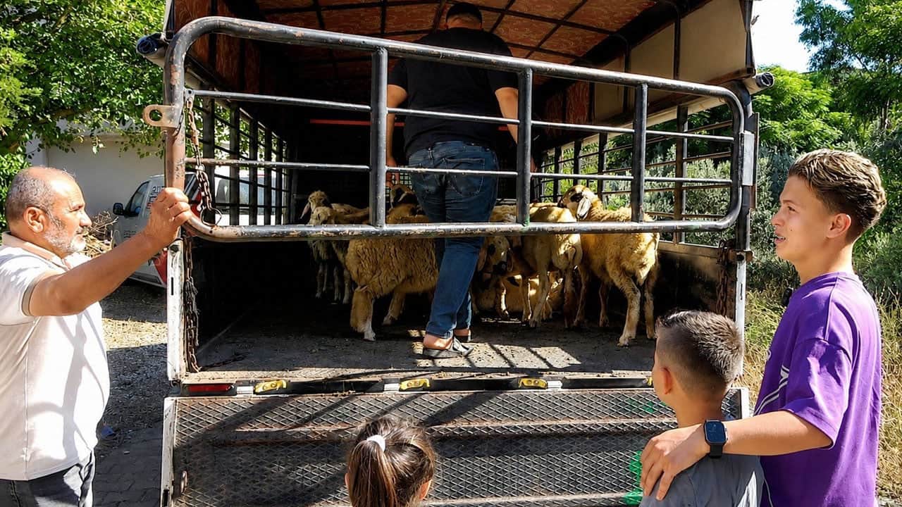 Foto - 9 yaşında kurduğu çiftliği tavukların telef olmasıyla yarım kalmıştı! Erolcan'ın çiftlik hayali iki kuzuyla yeniden yeşerdi