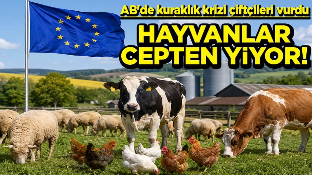 AB'de kuraklık krizi çiftçileri vurdu Hayvanlar cepten yiyor!
