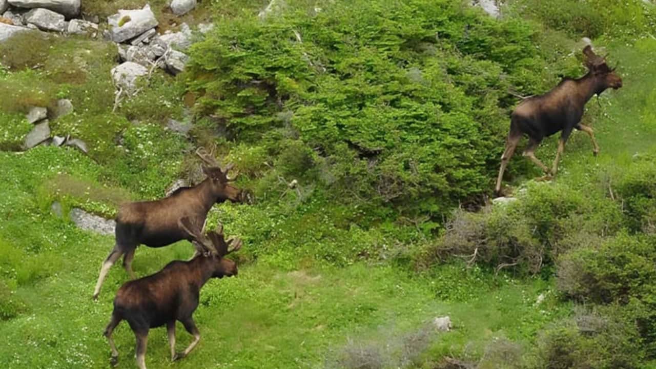 Foto - Adaya 4 tane getirdiler sayıları 110 bine çıktı! Ekolojik denge bozulunca av izni çıktı