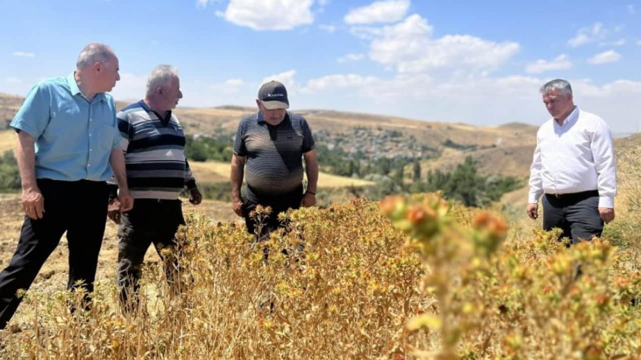 Foto - AK Partili belediye çalışıyor! Tohum desteği hasatta mutlu etti