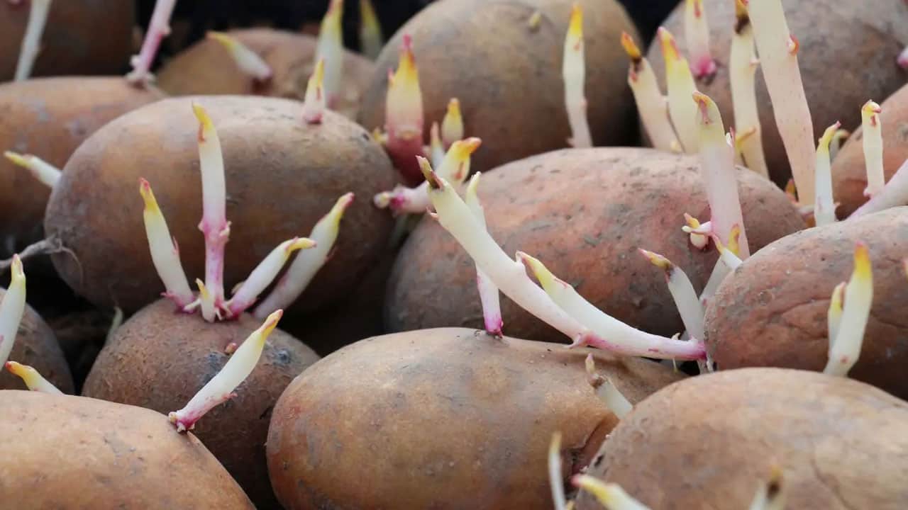 Foto - Aman dikkat bu belirtiler varsa zehirleyebilir! Filizlenen patates yenir mi?