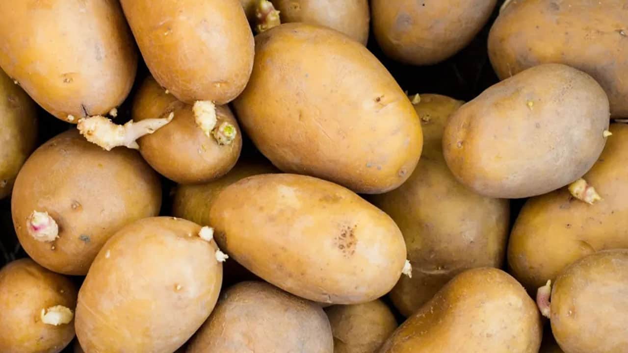 Foto - Aman dikkat bu belirtiler varsa zehirleyebilir! Filizlenen patates yenir mi?