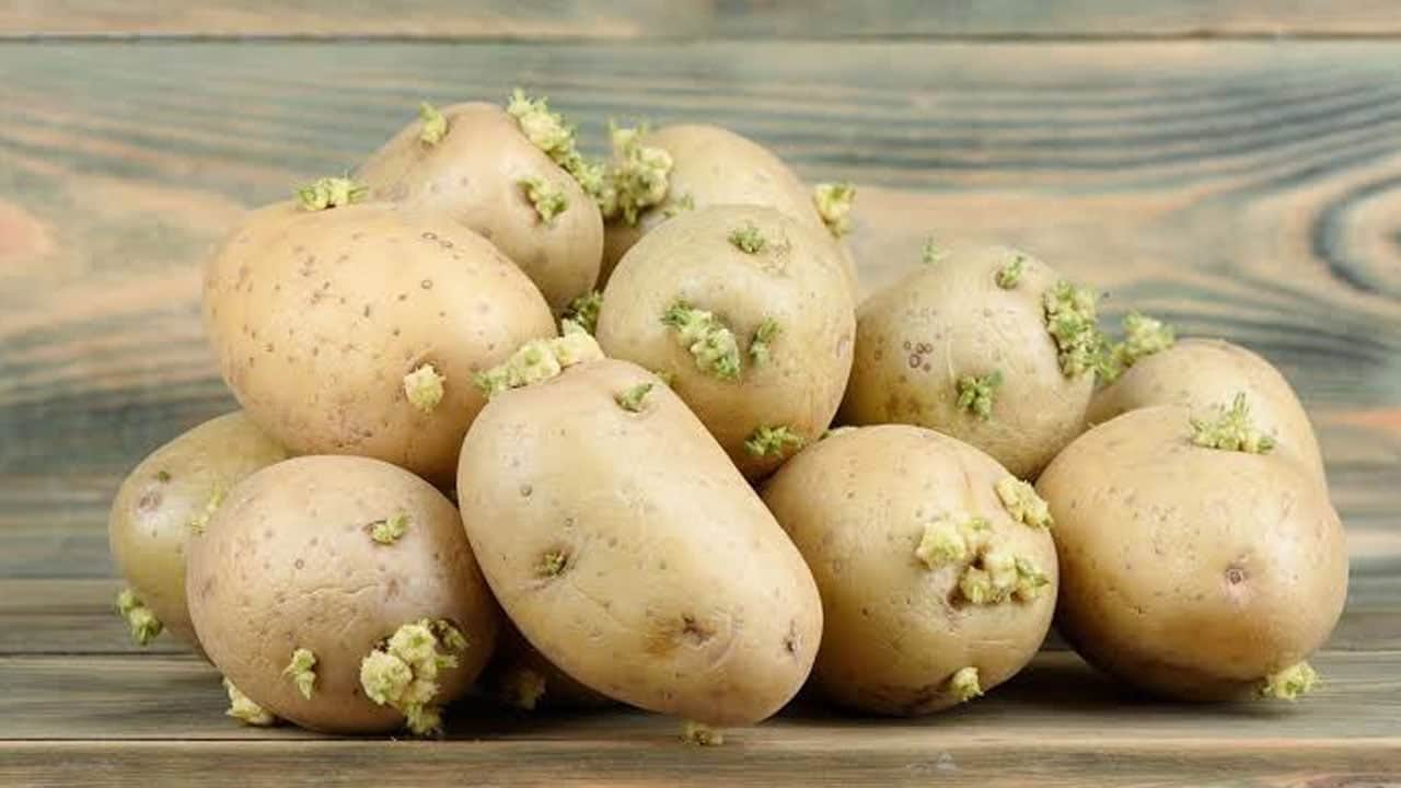Foto - Aman dikkat bu belirtiler varsa zehirleyebilir! Filizlenen patates yenir mi?