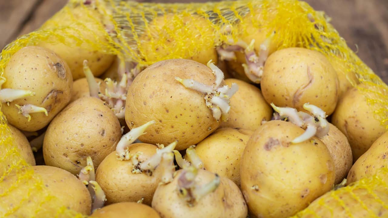 Foto - Aman dikkat bu belirtiler varsa zehirleyebilir! Filizlenen patates yenir mi?