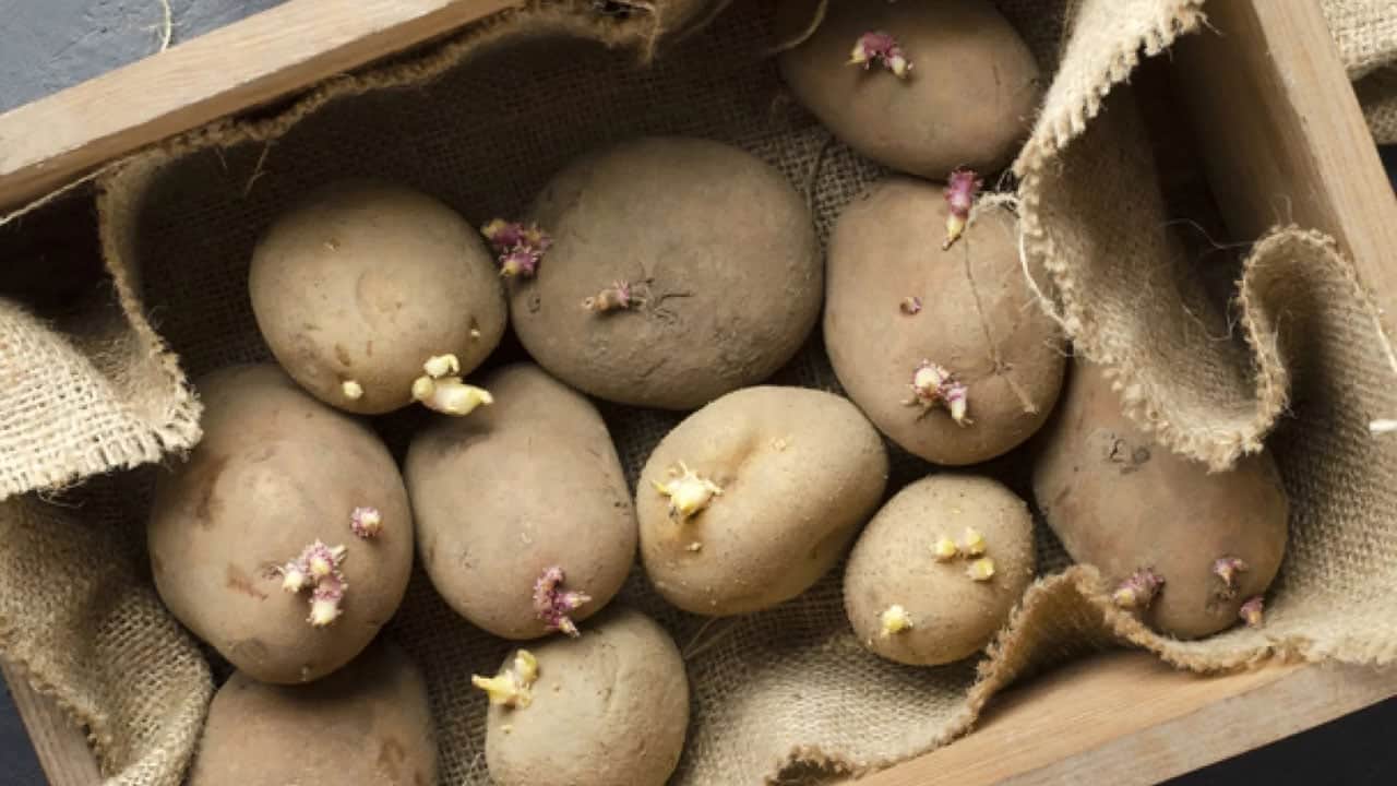 Aman dikkat bu belirtiler varsa zehirleyebilir! Filizlenen patates yenir mi?