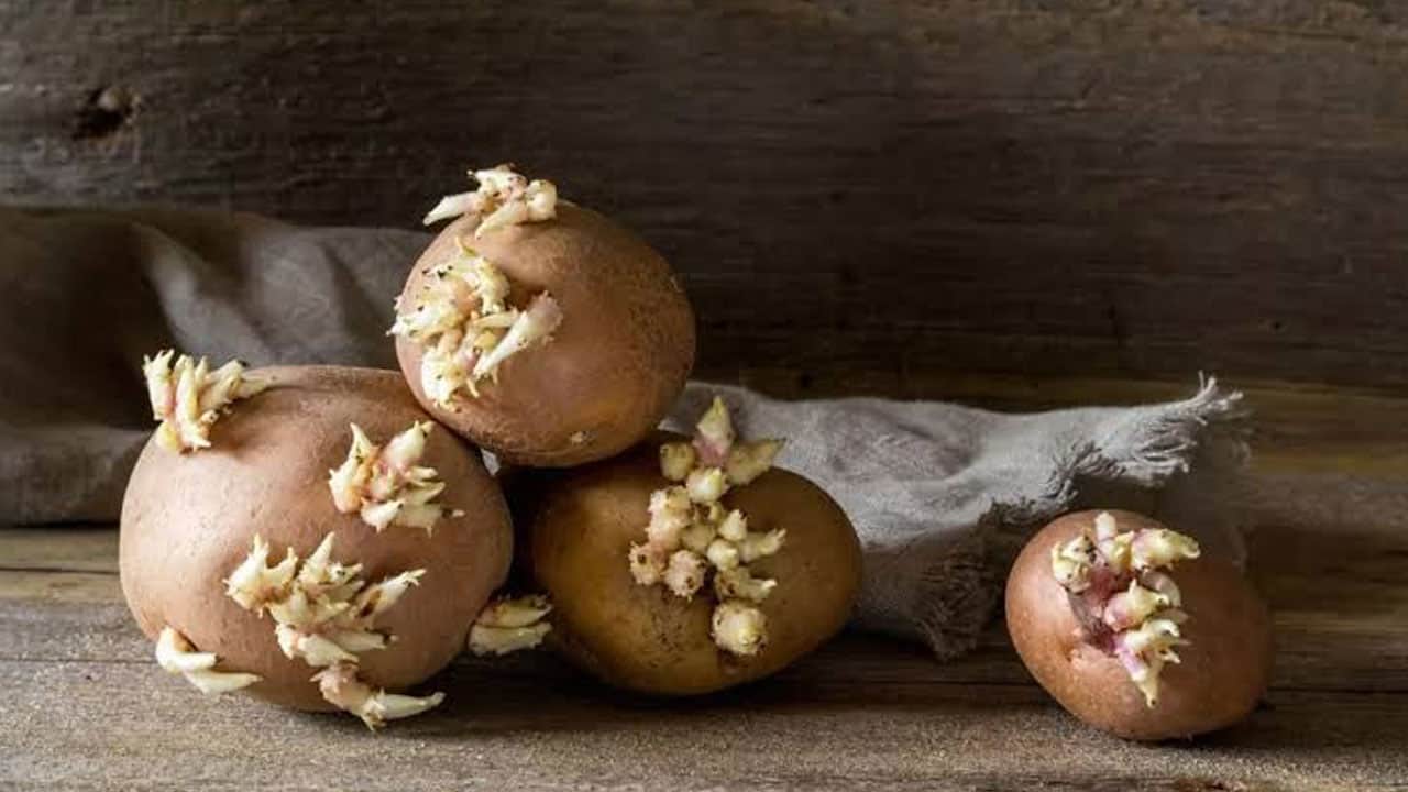 Foto - Aman dikkat bu belirtiler varsa zehirleyebilir! Filizlenen patates yenir mi?