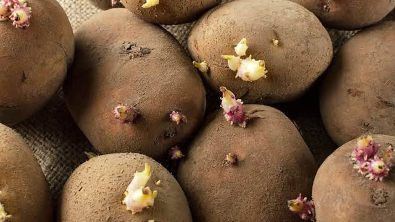 Foto - Aman dikkat bu belirtiler varsa zehirleyebilir! Filizlenen patates yenir mi?