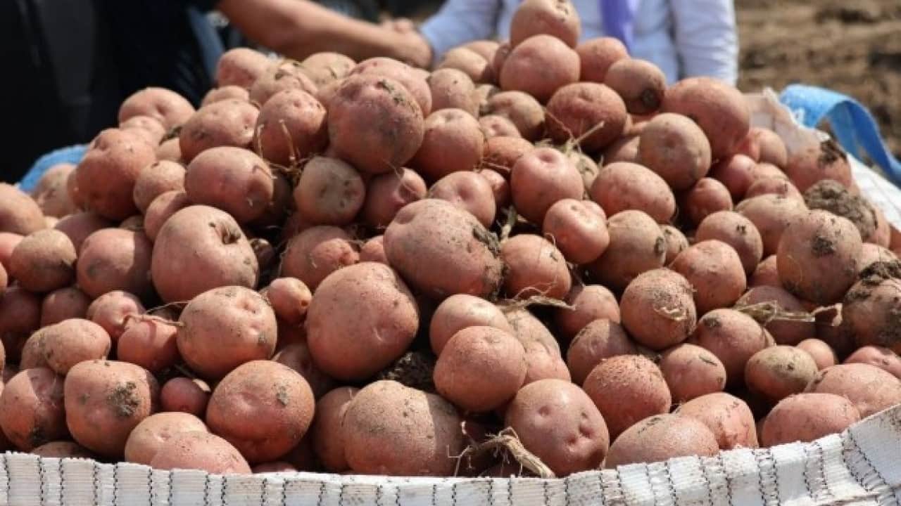Foto - Amasya’da dev patates hasadı! 130 bin ton rekolte bekleniyor