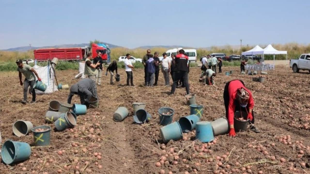 Amasya’da dev patates hasadı! 130 bin ton rekolte bekleniyor