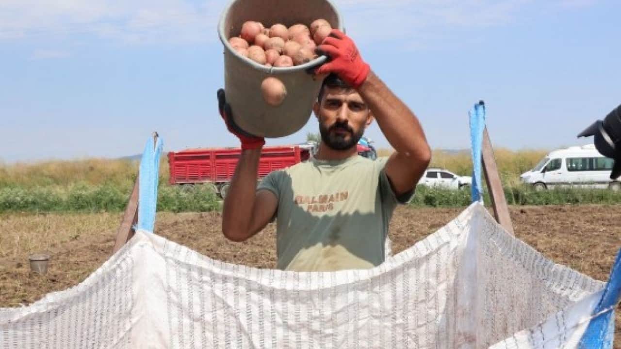 Foto - Amasya’da dev patates hasadı! 130 bin ton rekolte bekleniyor