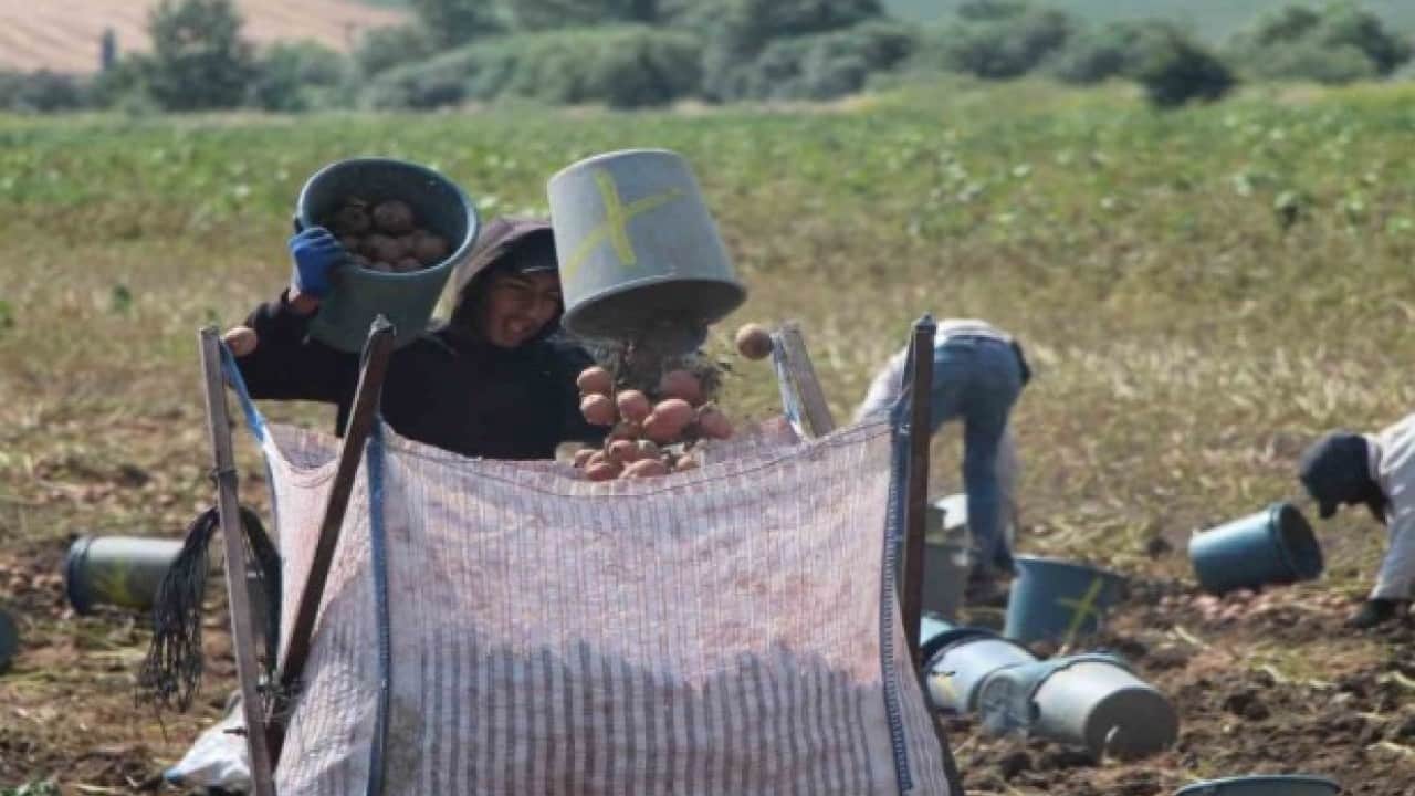 Foto - Amasya’da dev patates hasadı! 130 bin ton rekolte bekleniyor