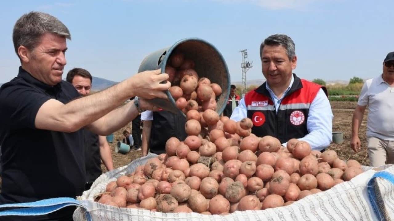 Foto - Amasya’da dev patates hasadı! 130 bin ton rekolte bekleniyor