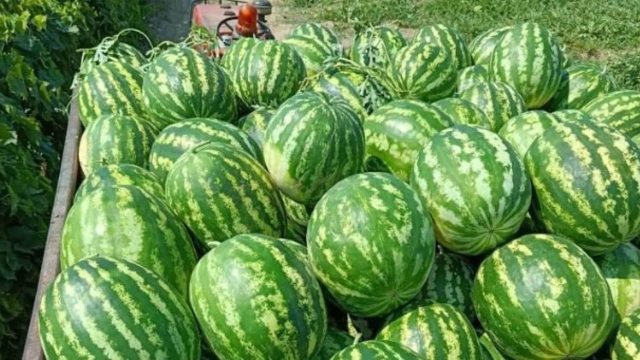Foto - Aracıyı devre dışı bıraktı! Karpuzunu pazarda kendisi satıyor