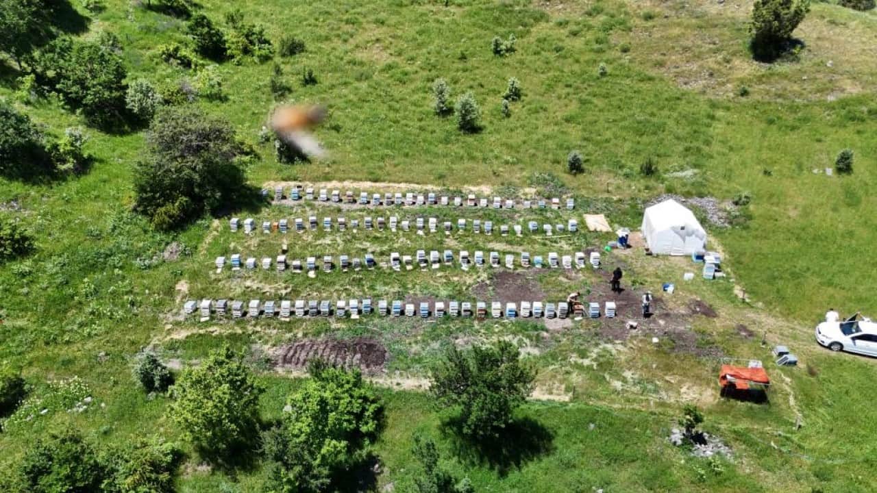 Foto - Arıcıların yüzü gülüyor Sivas bu yıl bal gibi rekor kıracak