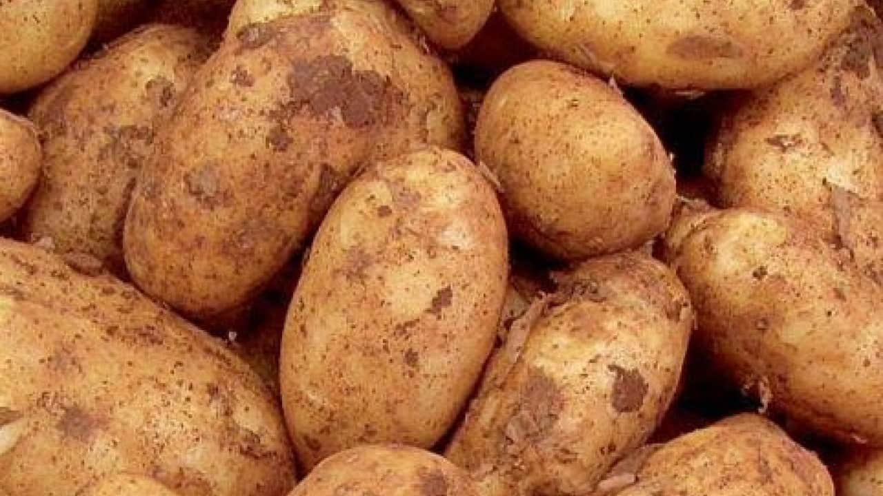 Foto - Avrupa’yı patates krizi vurdu: Fiyatlar yükseliyor