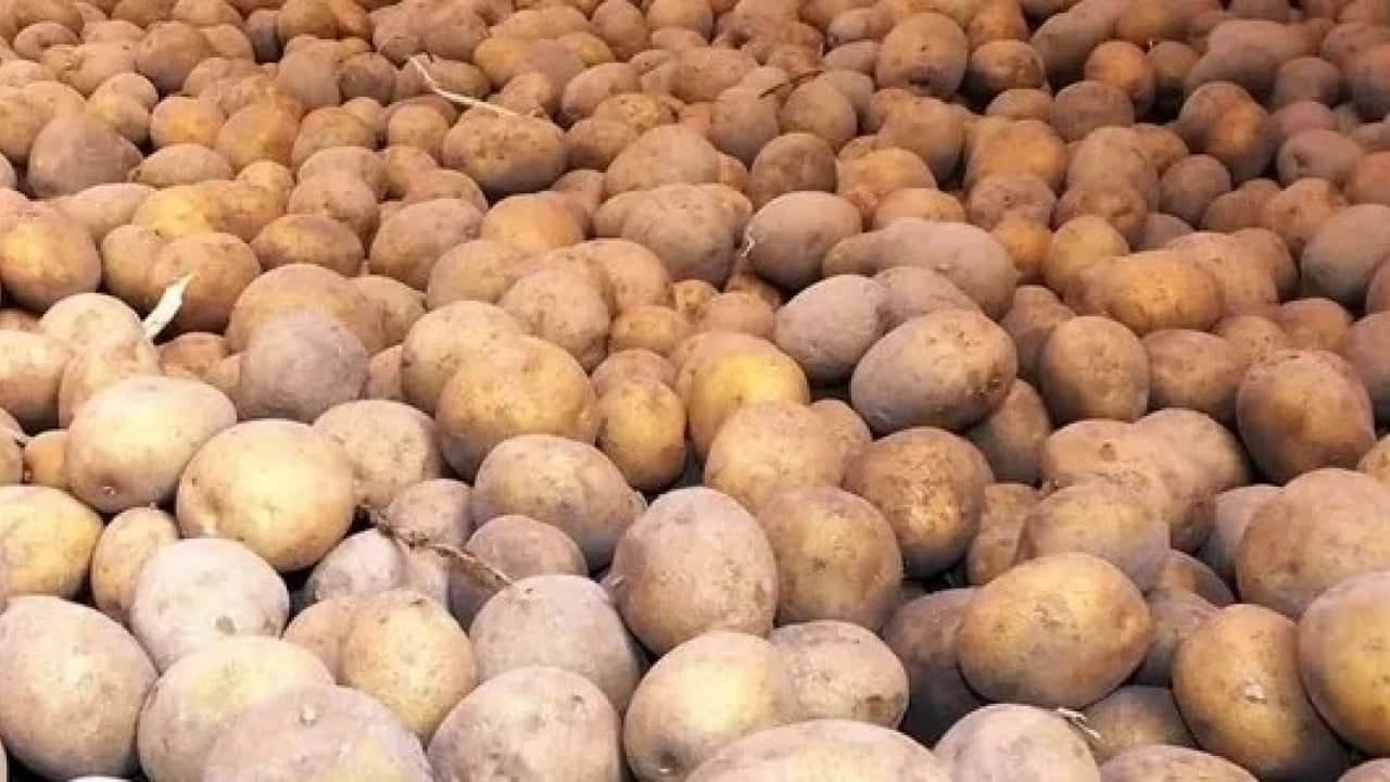 Foto - Avrupa’yı patates krizi vurdu: Fiyatlar yükseliyor