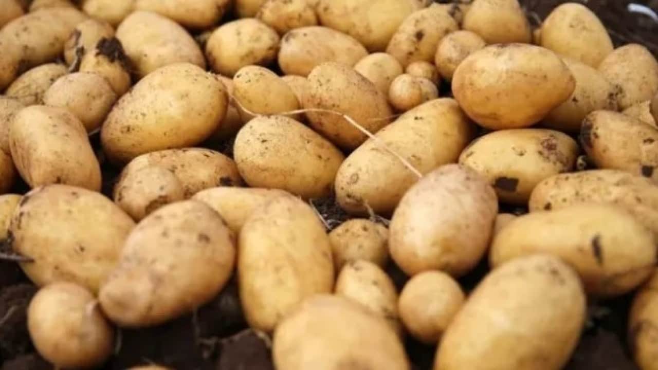 Foto - Avrupa’yı patates krizi vurdu: Fiyatlar yükseliyor
