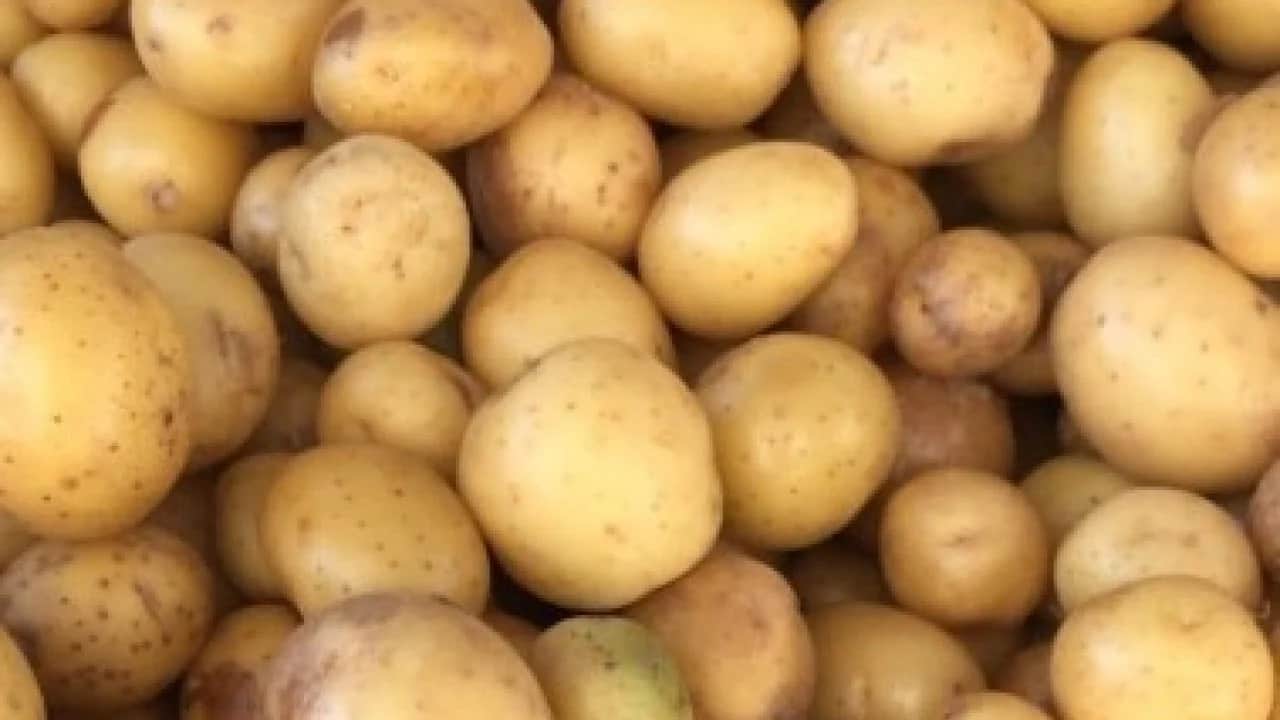 Avrupa’yı patates krizi vurdu: Fiyatlar yükseliyor