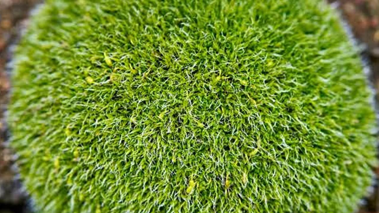Foto - Ayakkabı dünyasından giyime kadar... 2026 Sonbahar kombinleri: 3 renk öne çıkıyor