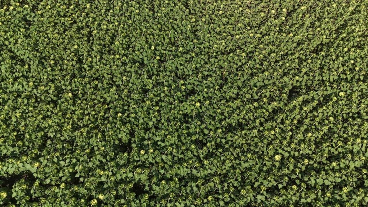 Foto - Ayçiçeğinde bereket yılı Çiftçinin yüzü Günebakan gibi güldü