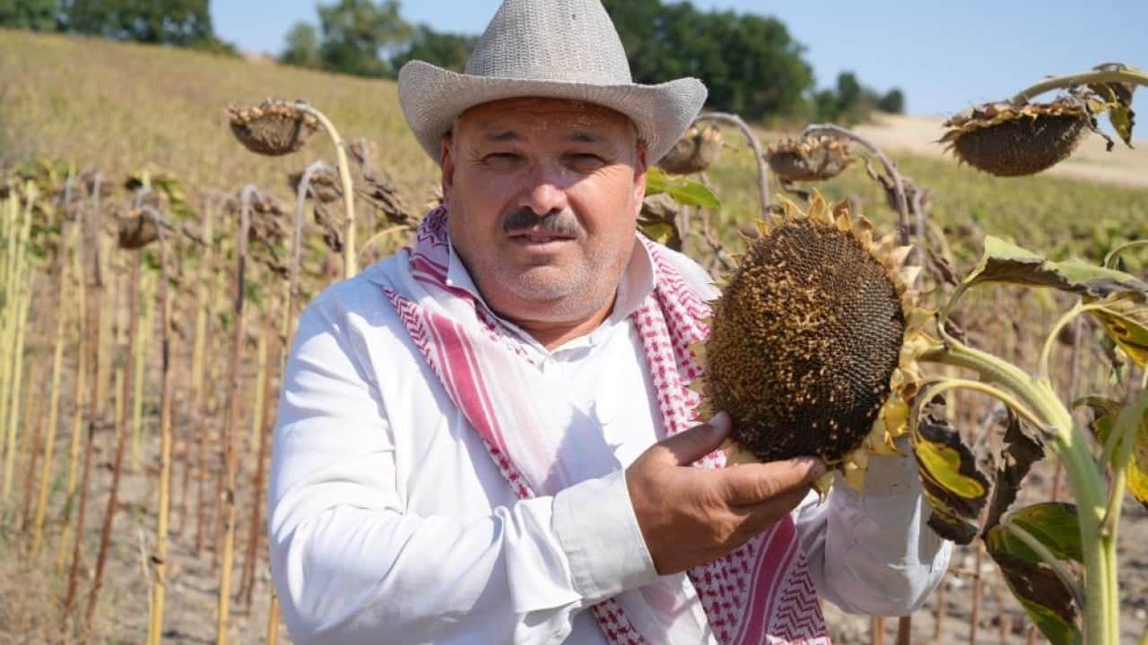 Ayçiçeğinde bereket yılı Çiftçinin yüzü Günebakan gibi güldü