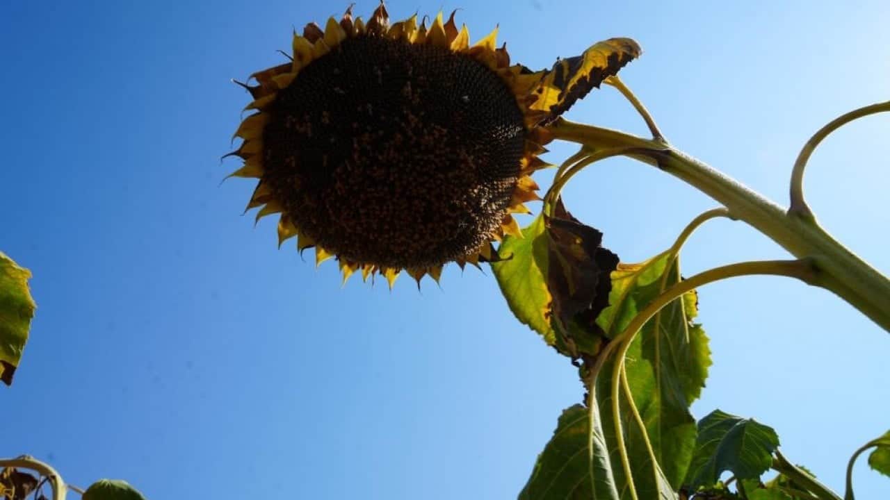 Foto - Ayçiçeğinde bereket yılı Çiftçinin yüzü Günebakan gibi güldü